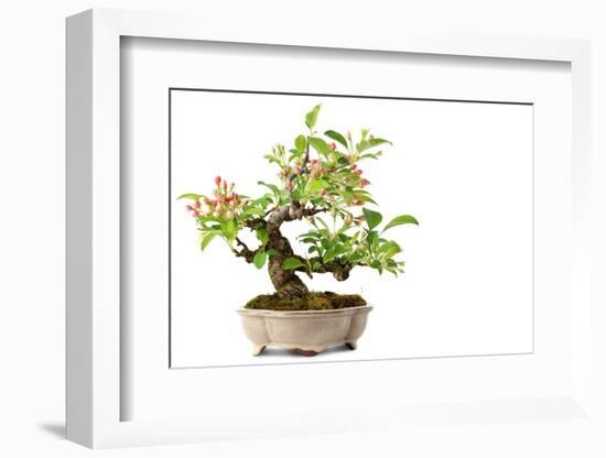 Bonsai-Fabio Petroni-Framed Photographic Print