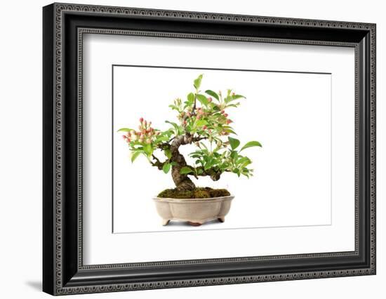 Bonsai-Fabio Petroni-Framed Photographic Print