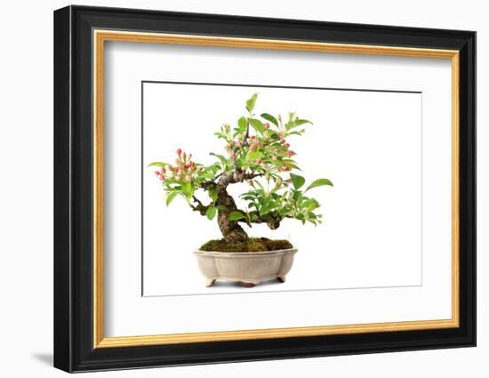 Bonsai-Fabio Petroni-Framed Photographic Print