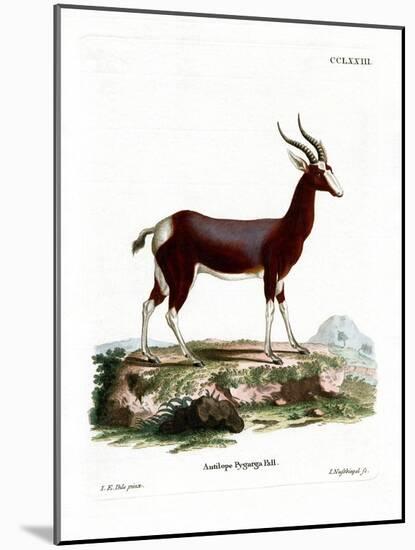 Bontebok-null-Mounted Giclee Print