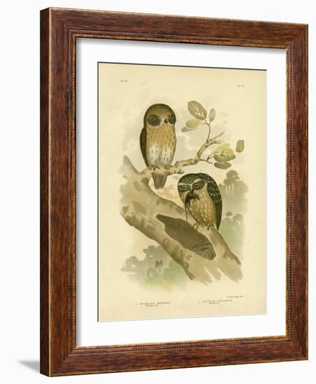 Boobook Owl, 1891-Gracius Broinowski-Framed Giclee Print