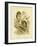 Boobook Owl, 1891-Gracius Broinowski-Framed Giclee Print