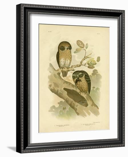 Boobook Owl, 1891-Gracius Broinowski-Framed Giclee Print