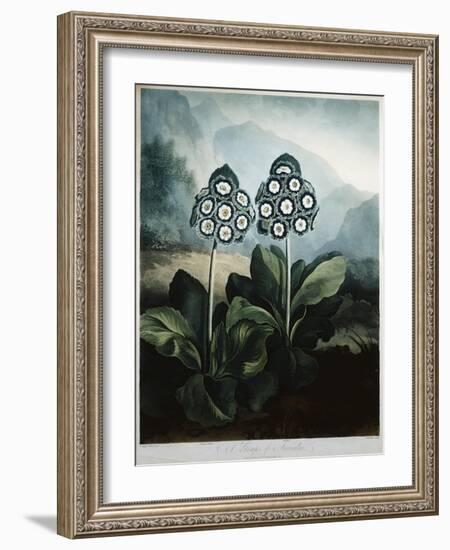 Book Illustration of a Group of Auriculas-null-Framed Giclee Print