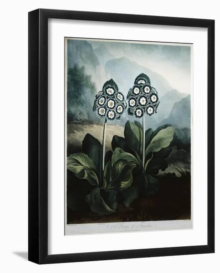 Book Illustration of a Group of Auriculas-null-Framed Giclee Print