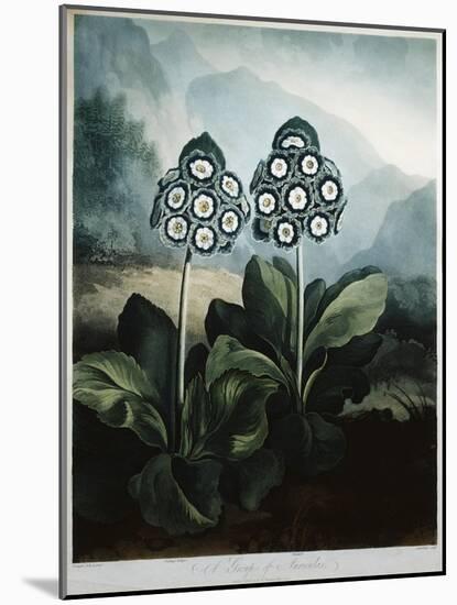 Book Illustration of a Group of Auriculas-null-Mounted Giclee Print