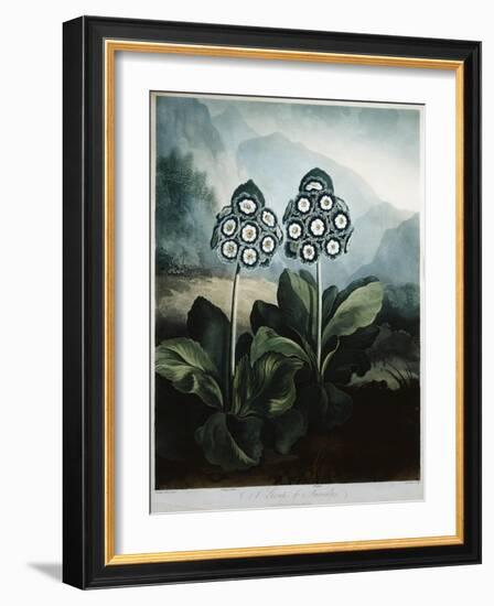 Book Illustration of a Group of Auriculas-null-Framed Giclee Print