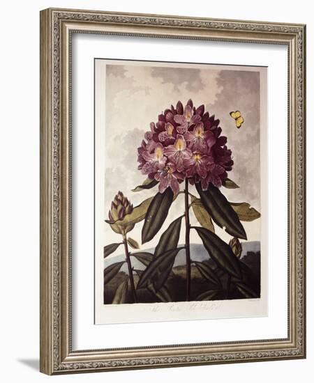 Book Illustration of a Pontic Rhododendron-null-Framed Giclee Print