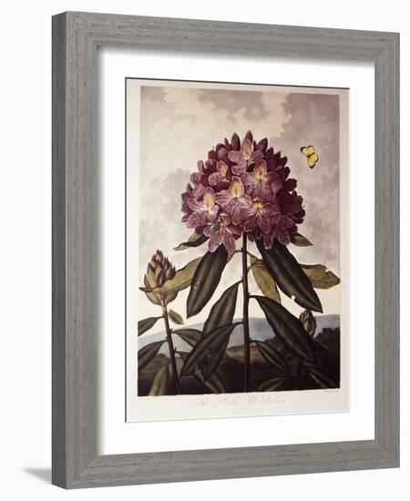 Book Illustration of a Pontic Rhododendron-null-Framed Giclee Print