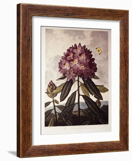 Book Illustration of a Pontic Rhododendron-null-Framed Giclee Print