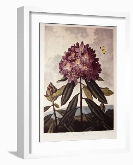 Book Illustration of a Pontic Rhododendron-null-Framed Giclee Print