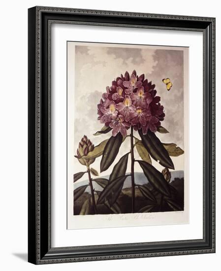 Book Illustration of a Pontic Rhododendron-null-Framed Giclee Print