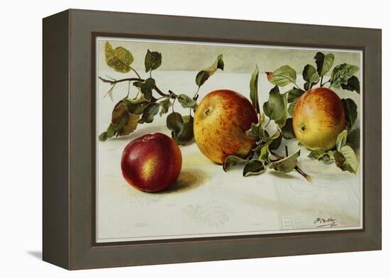 Book Illustration of Apples-Fairfax Muckler-Framed Premier Image Canvas