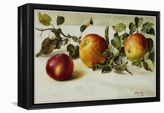 Book Illustration of Apples-Fairfax Muckler-Framed Premier Image Canvas