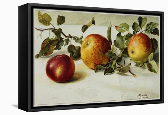 Book Illustration of Apples-Fairfax Muckler-Framed Premier Image Canvas