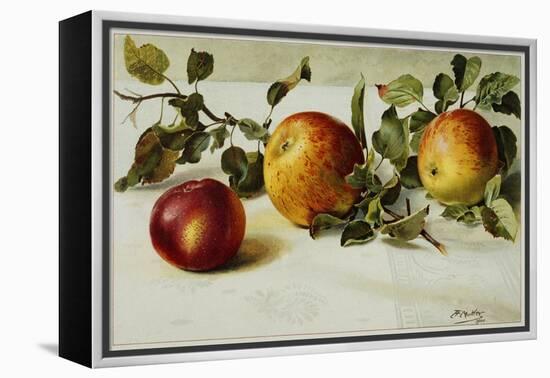 Book Illustration of Apples-Fairfax Muckler-Framed Premier Image Canvas