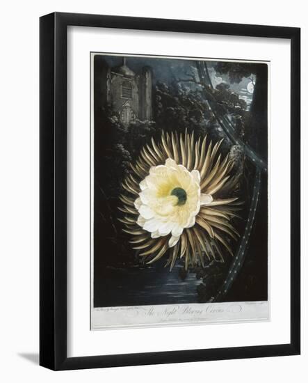 Book Illustration of the Night Blowing Cereus-null-Framed Giclee Print