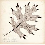 Cottonwood Leaf-Booker Morey-Art Print