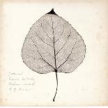 Persimmon Leaf-Booker Morey-Framed Art Print