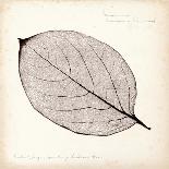 Cottonwood Leaf-Booker Morey-Art Print