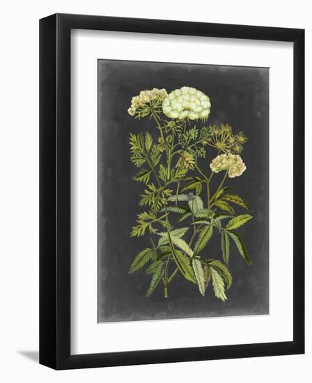 Bookplate Floral I-Naomi McCavitt-Framed Art Print