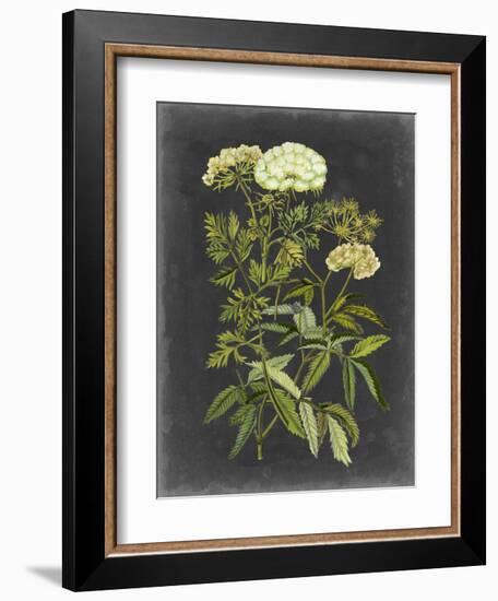 Bookplate Floral I-Naomi McCavitt-Framed Art Print