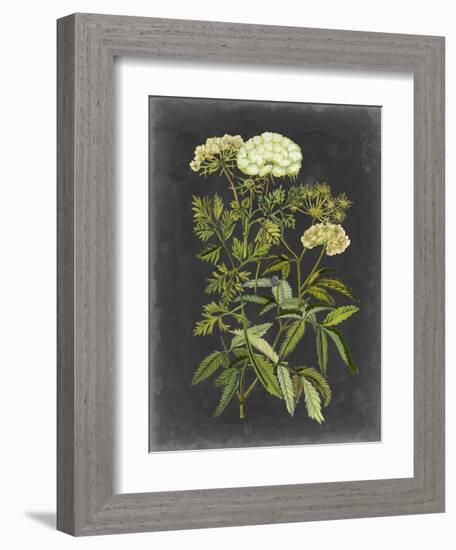 Bookplate Floral I-Naomi McCavitt-Framed Art Print