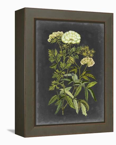 Bookplate Floral I-Naomi McCavitt-Framed Stretched Canvas