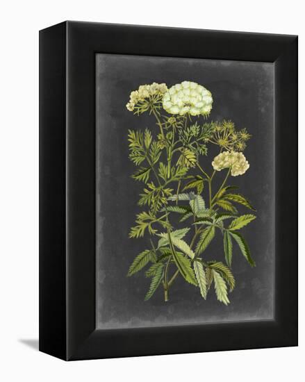 Bookplate Floral I-Naomi McCavitt-Framed Stretched Canvas