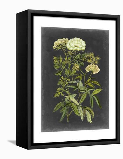 Bookplate Floral I-Naomi McCavitt-Framed Stretched Canvas