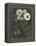 Bookplate Floral II-Naomi McCavitt-Framed Stretched Canvas