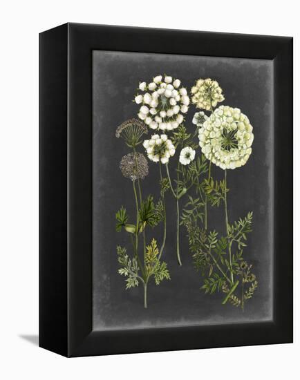 Bookplate Floral II-Naomi McCavitt-Framed Stretched Canvas