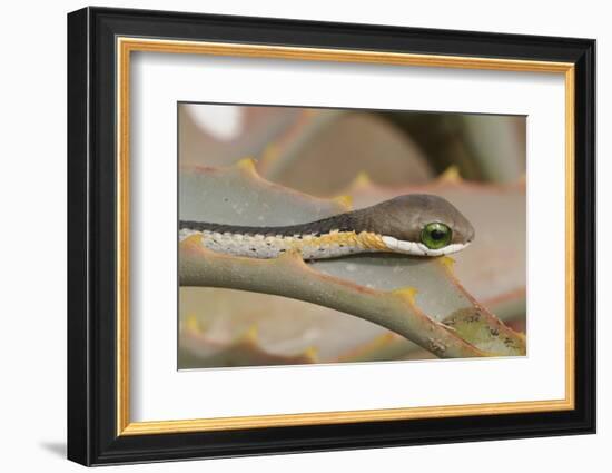 Boomslang (Dispholidus Typus) Neonate Snake On Aloe-Tony Phelps-Framed Photographic Print