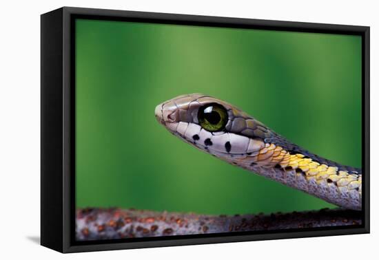 Boomslang juvenile, venomous back-fanged snake, South Africa-Chris Mattison-Framed Premier Image Canvas