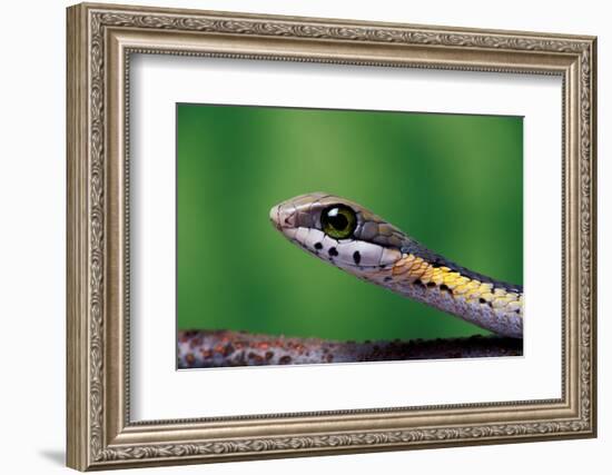 Boomslang juvenile, venomous back-fanged snake, South Africa-Chris Mattison-Framed Photographic Print