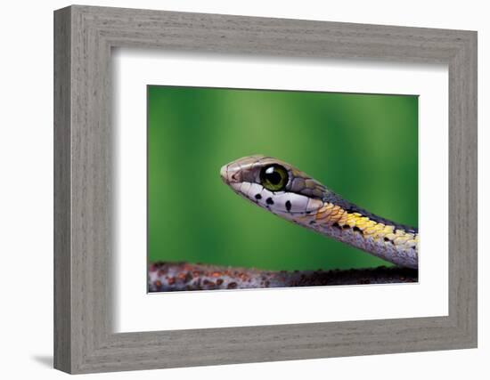 Boomslang juvenile, venomous back-fanged snake, South Africa-Chris Mattison-Framed Photographic Print