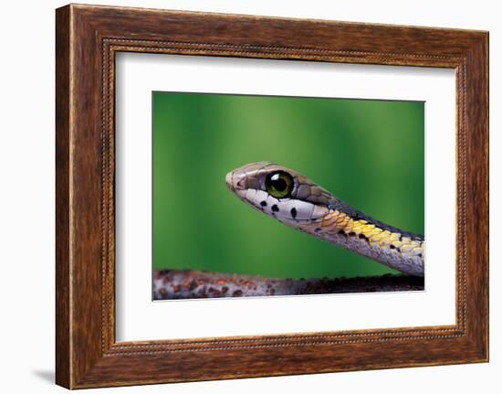 Boomslang juvenile, venomous back-fanged snake, South Africa-Chris Mattison-Framed Photographic Print