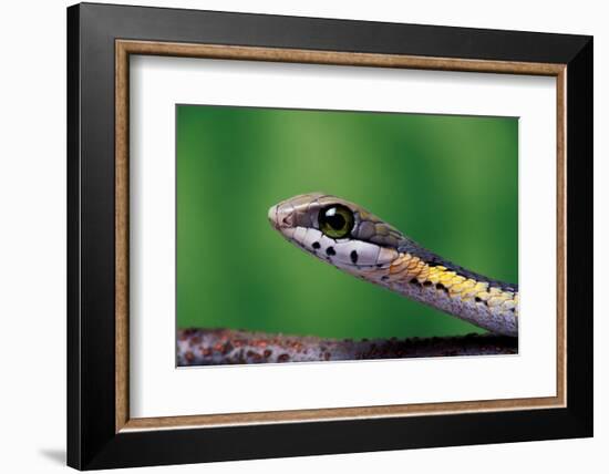 Boomslang juvenile, venomous back-fanged snake, South Africa-Chris Mattison-Framed Photographic Print