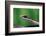 Boomslang juvenile, venomous back-fanged snake, South Africa-Chris Mattison-Framed Photographic Print