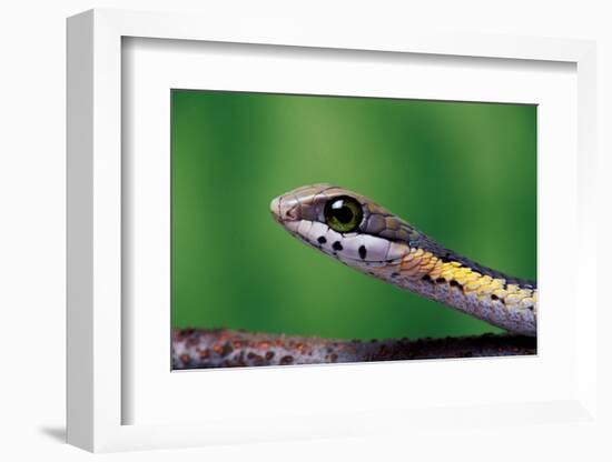 Boomslang juvenile, venomous back-fanged snake, South Africa-Chris Mattison-Framed Photographic Print