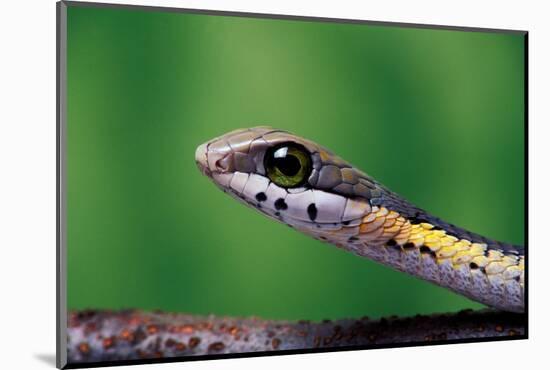 Boomslang juvenile, venomous back-fanged snake, South Africa-Chris Mattison-Mounted Photographic Print