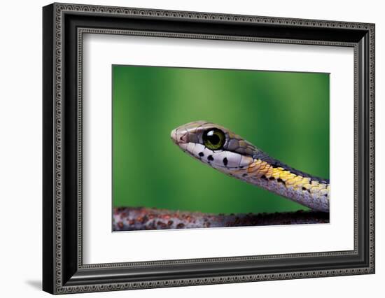 Boomslang juvenile, venomous back-fanged snake, South Africa-Chris Mattison-Framed Photographic Print