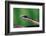 Boomslang juvenile, venomous back-fanged snake, South Africa-Chris Mattison-Framed Photographic Print