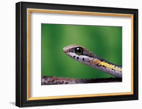 Boomslang juvenile, venomous back-fanged snake, South Africa-Chris Mattison-Framed Photographic Print