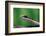 Boomslang juvenile, venomous back-fanged snake, South Africa-Chris Mattison-Framed Photographic Print