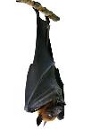 Bat, Hanging Lyle's Flying Fox Isolated on White Background, Pteropus Lylei-BOONCHUAY PROMJIAM-Mounted Photographic Print