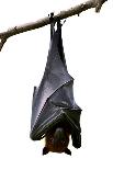 Bat, Hanging Lyle's Flying Fox Isolated on White Background, Pteropus Lylei-BOONCHUAY PROMJIAM-Mounted Photographic Print