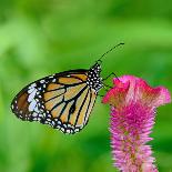 Monarch Butterfly-BOONCHUAY PROMJIAM-Framed Photographic Print