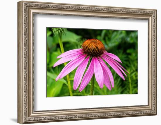 Boothbay Harbor, Maine, USA. Coastal Maine Botanical Gardens. Purple Cone Flower-Janet Horton-Framed Photographic Print