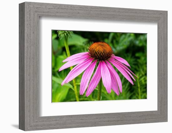 Boothbay Harbor, Maine, USA. Coastal Maine Botanical Gardens. Purple Cone Flower-Janet Horton-Framed Photographic Print